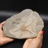 Ophiure fossilisée du Maroc - 0