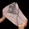 Crinoïde fossilisée, lys de mer, du Maroc