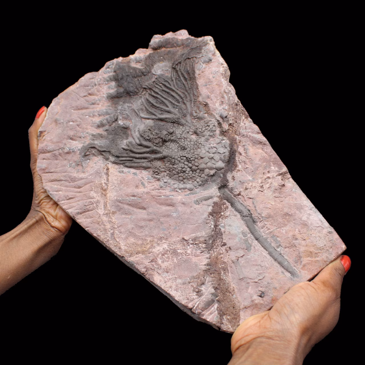 Crinoïde fossilisée, lys de mer, du Maroc