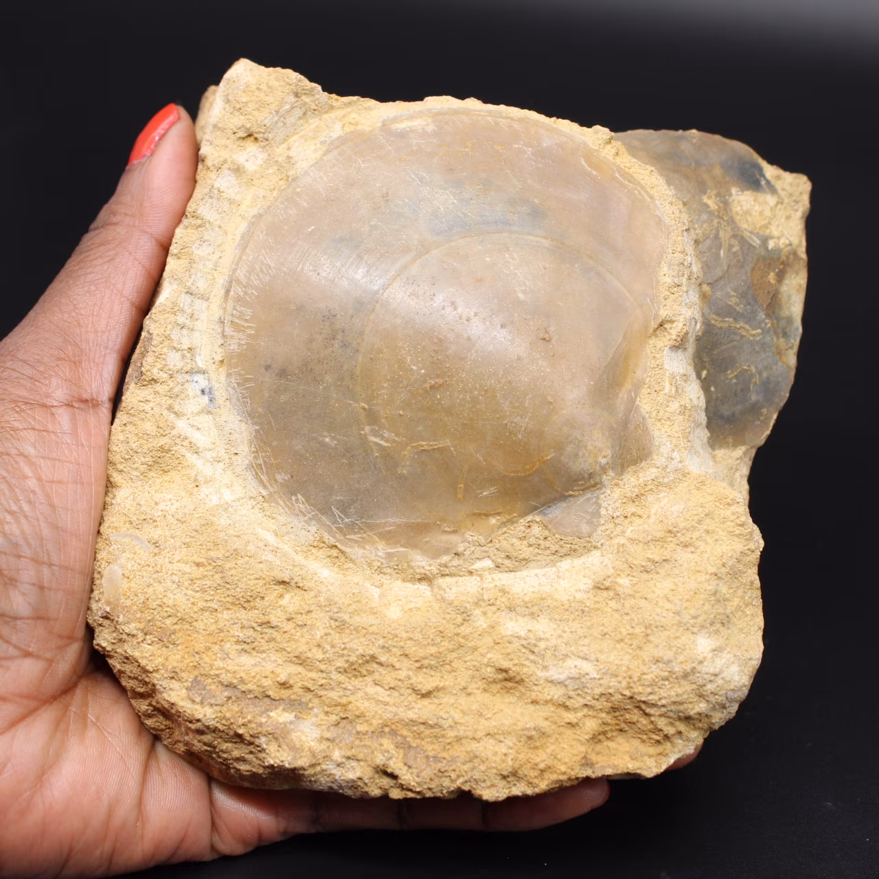 Coquillage fossile