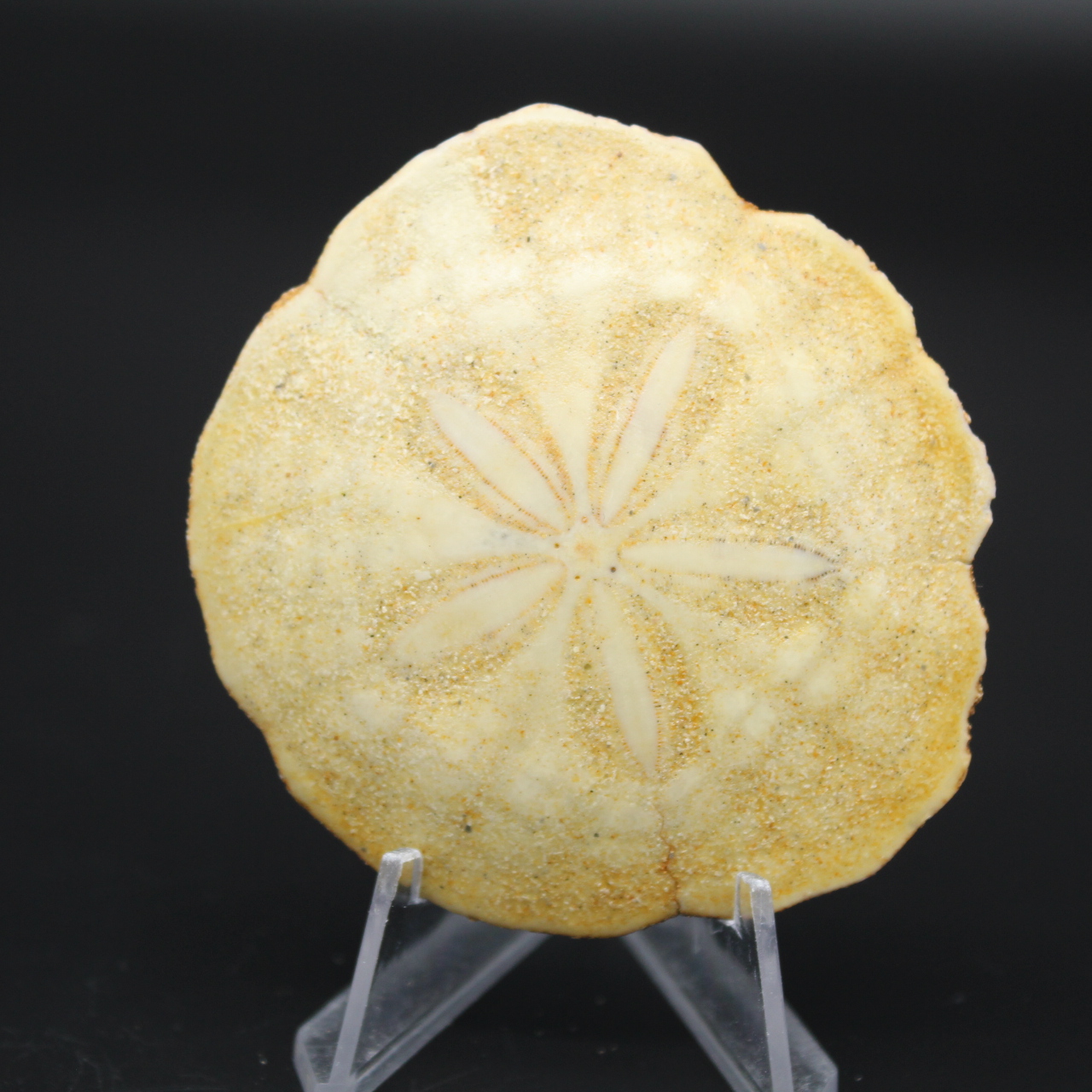 Scutella, oursin fossile