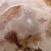 Pierre d'agate fleur polie - 5