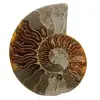 Ammonite de Madagascar - 0