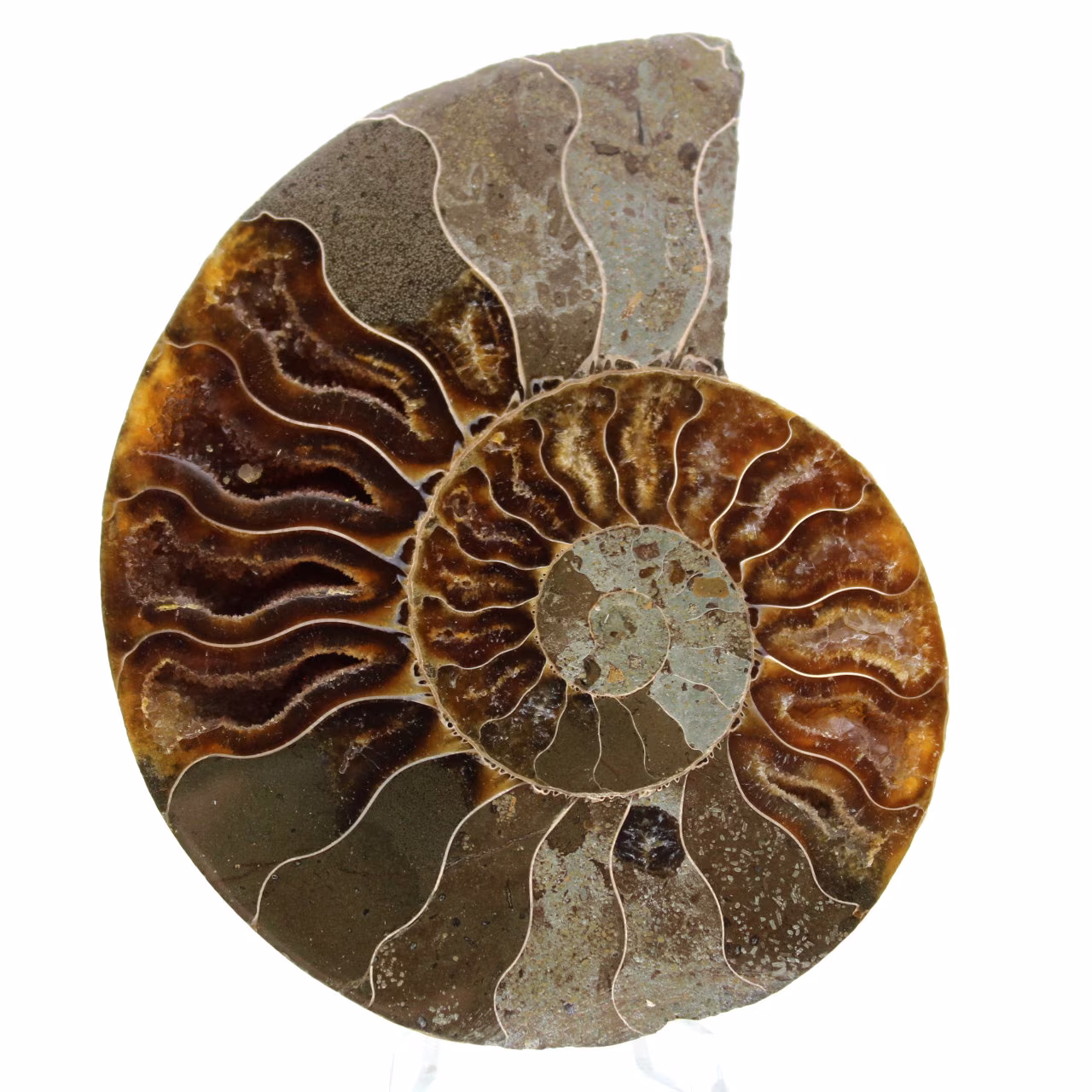 Ammonite de Madagascar