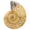 Ammonite sciée polie - 0