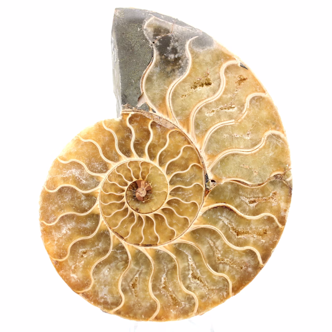 Ammonite sciée polie