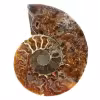Ammonite sciée polie