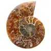 Ammonite fossile de Madagascar - 0