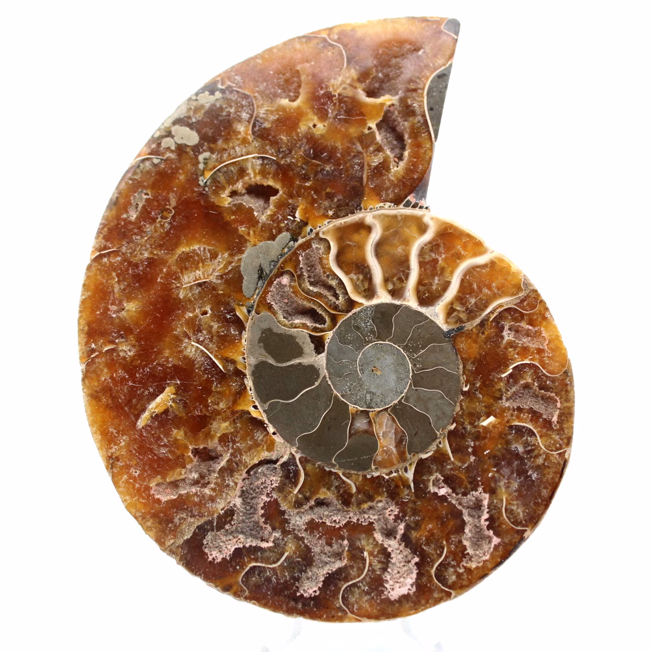 Ammonite fossile de Madagascar