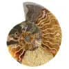 Ammonite de Madagascar - 0