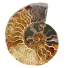 Fossile d'ammonite une pièce - 0