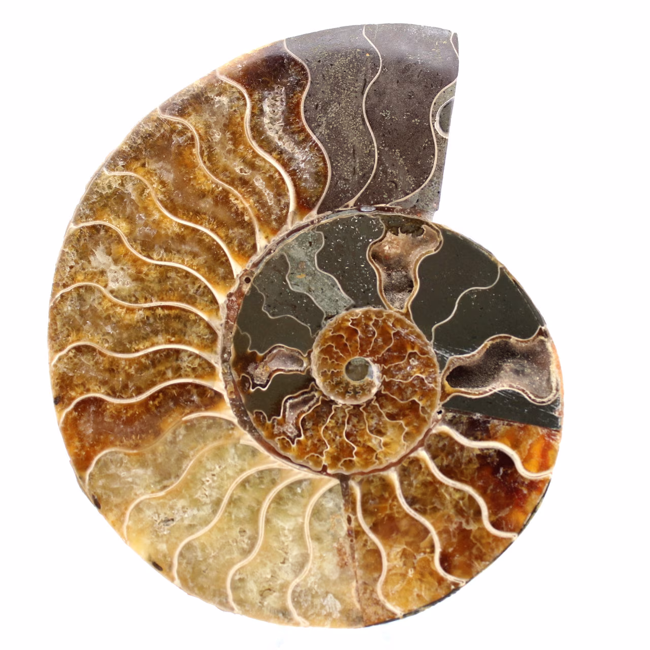 Fossile d'ammonite une pièce