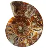 Ammonite sciée polie - 0