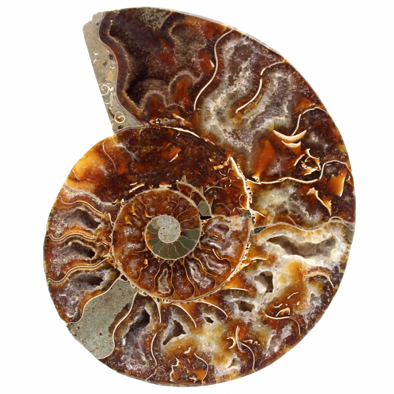 Ammonite sciée polie