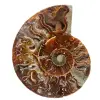 Ammonite fossile de Madagascar - 0