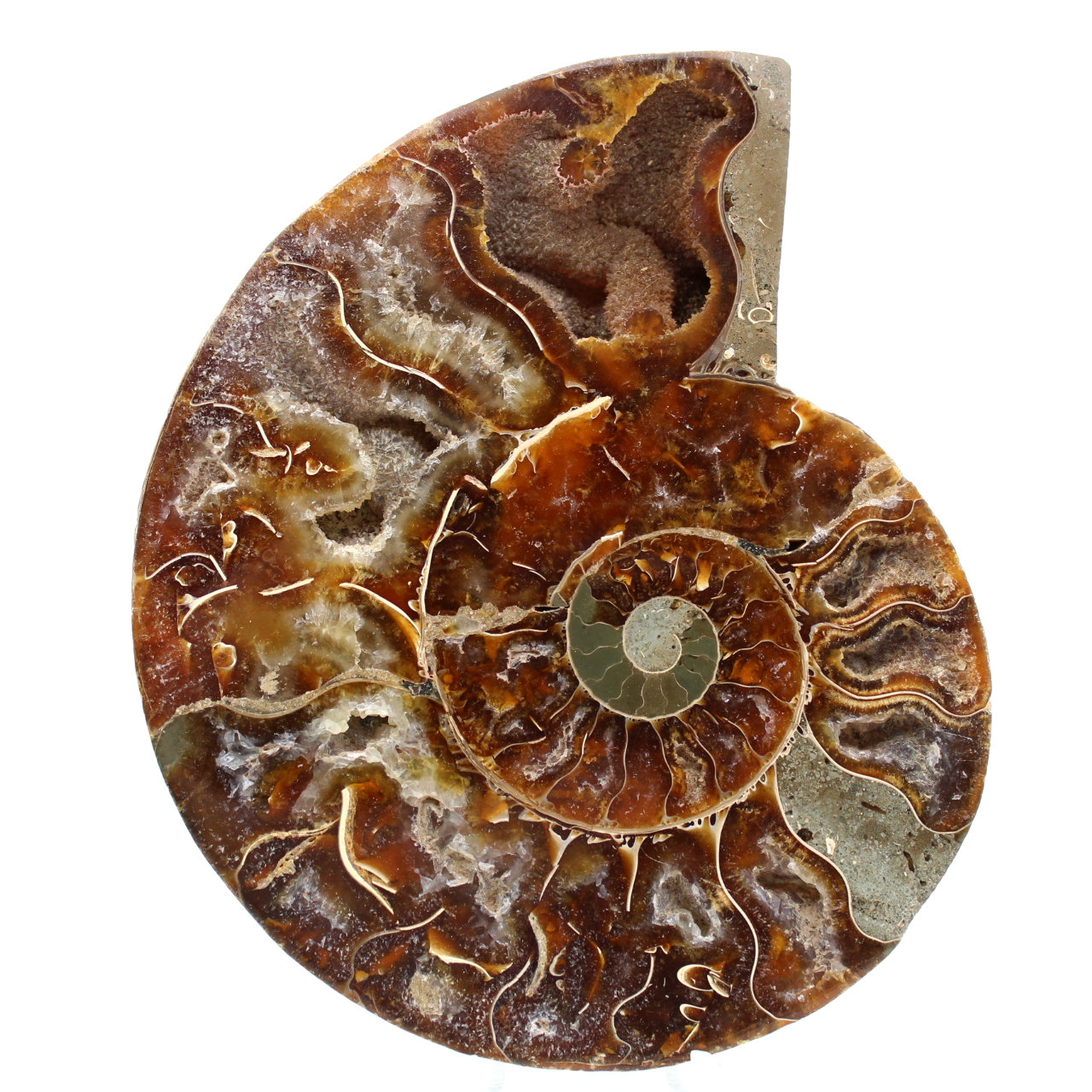 Ammonite fossile de Madagascar