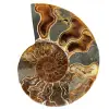 Ammonite sciée polie - 0