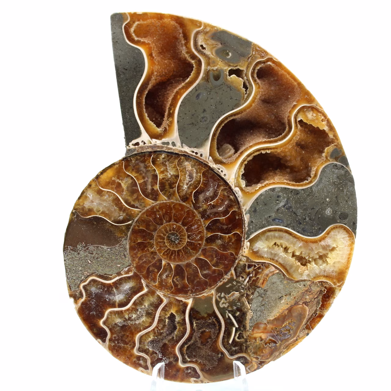 Ammonite sciée polie