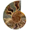 Ammonite fossile de Madagascar - 0