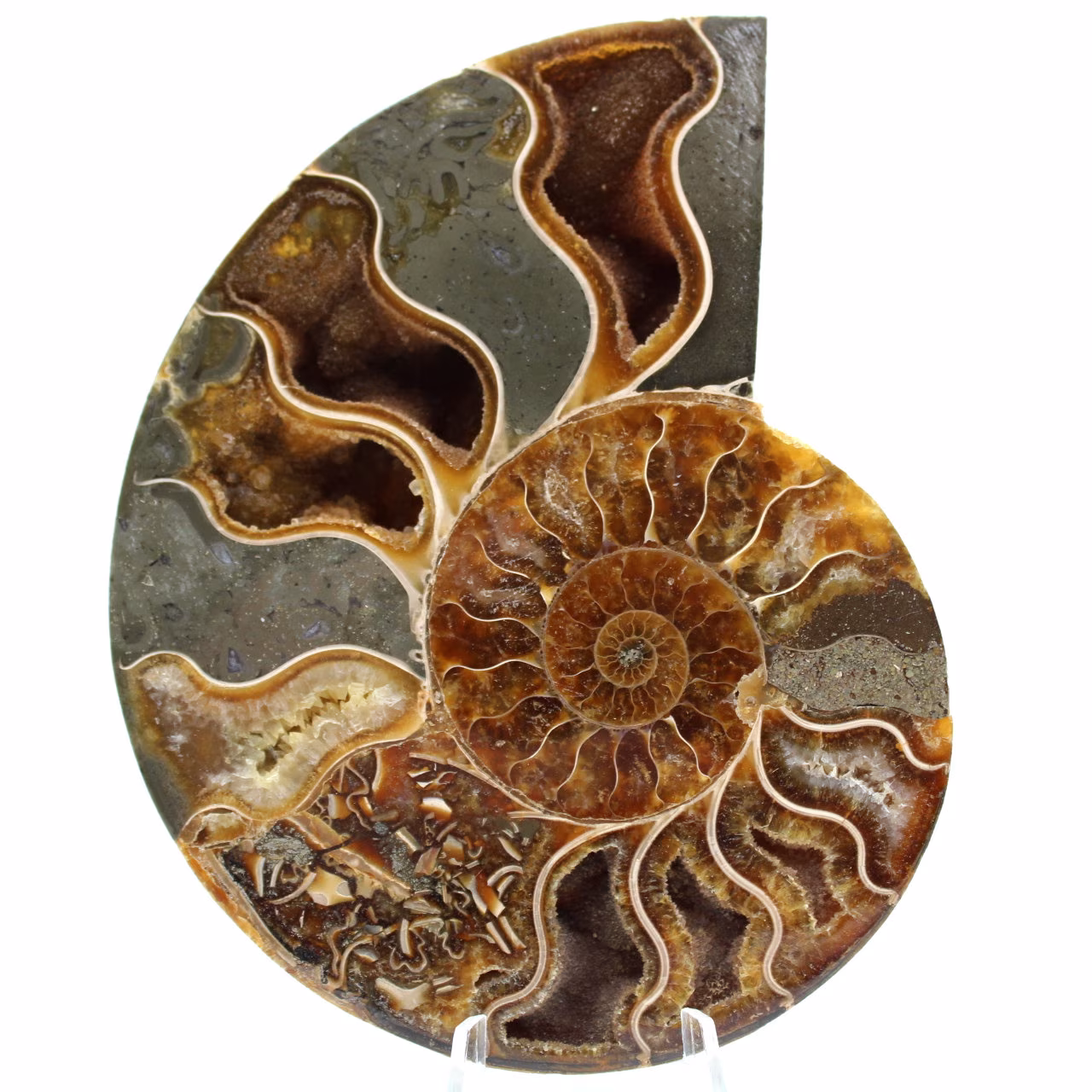 Ammonite fossile de Madagascar