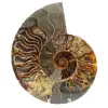 Ammonite de Madagascar - 0