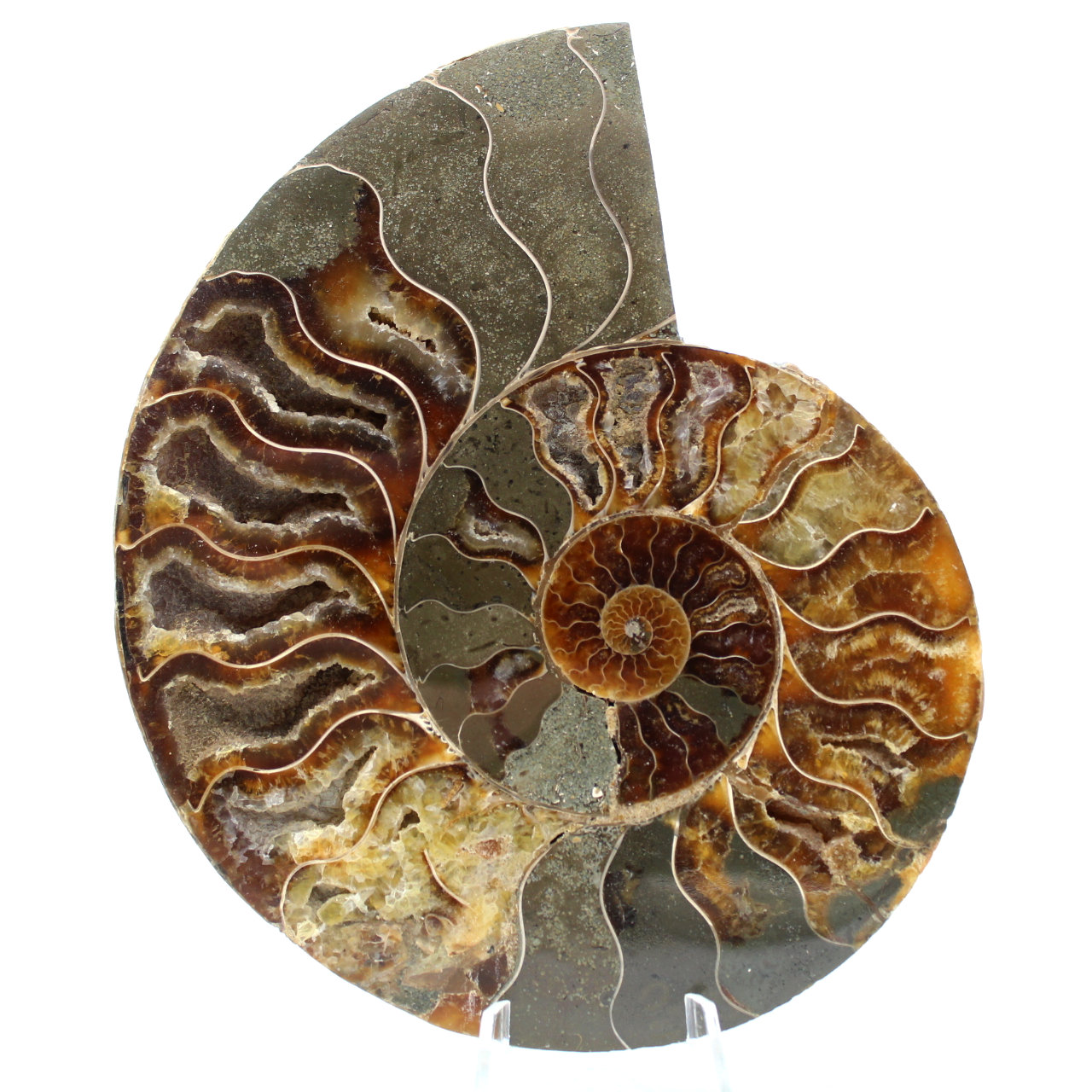 Ammonite de Madagascar
