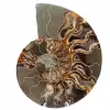 Fossile d'ammonite une pièce