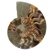 Fossile d'ammonite une pièce - 0