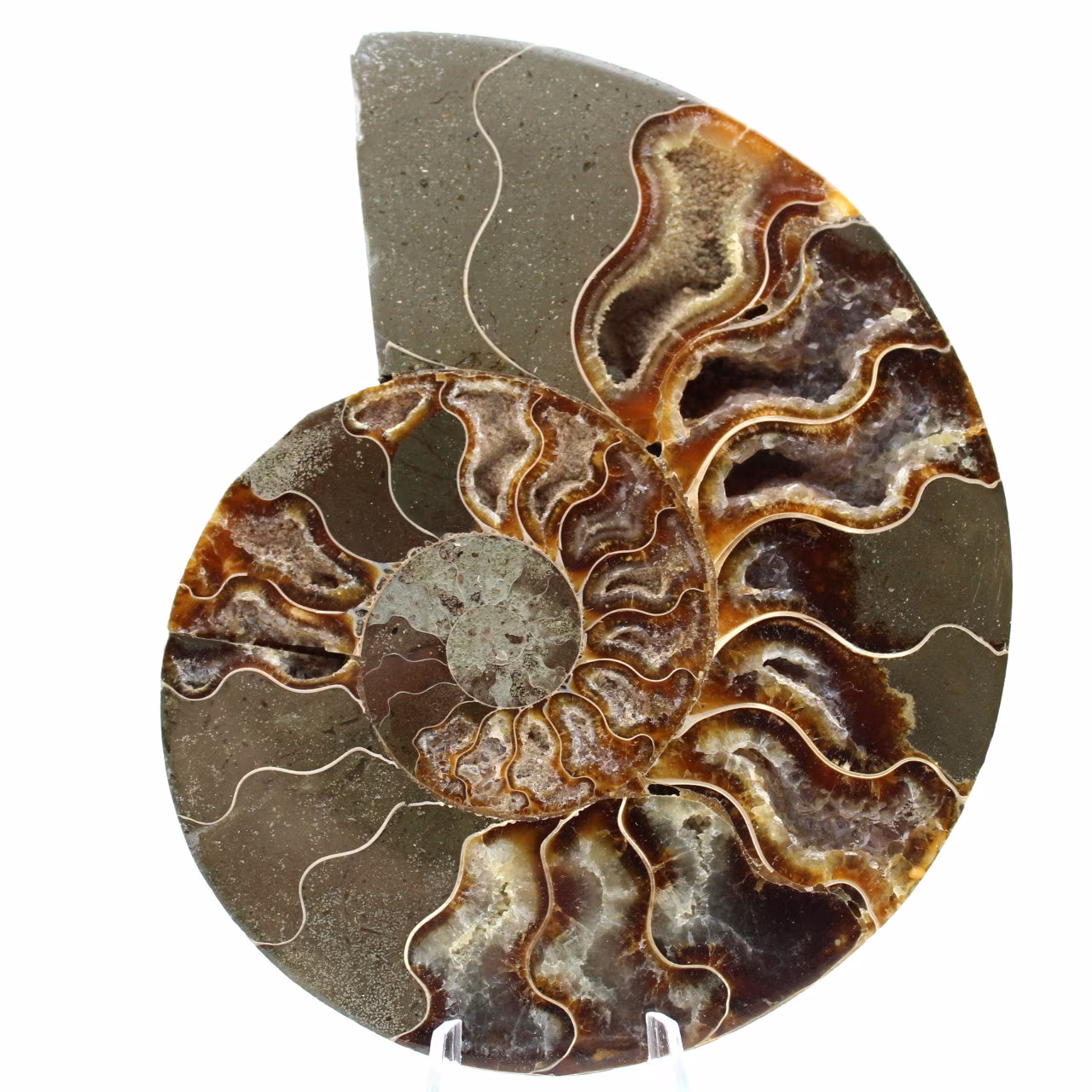 Fossile d'ammonite une pièce