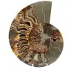 Ammonite sciée polie - 0