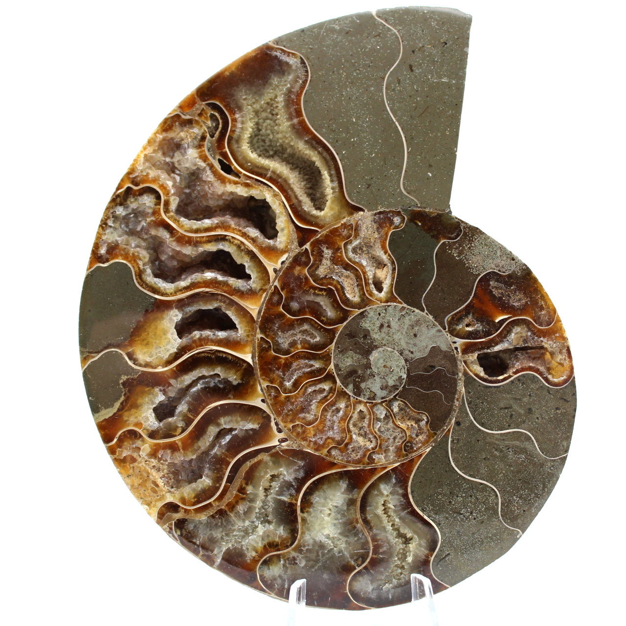 Ammonite sciée polie