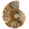 Ammonite de Madagascar - 0