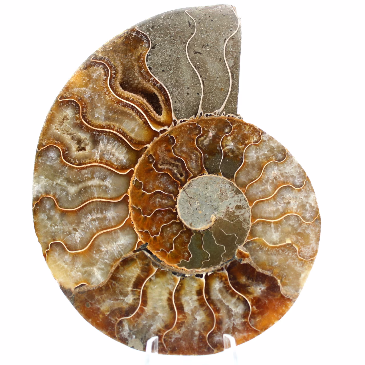 Ammonite de Madagascar