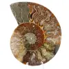 Fossile d'ammonite une pièce - 0