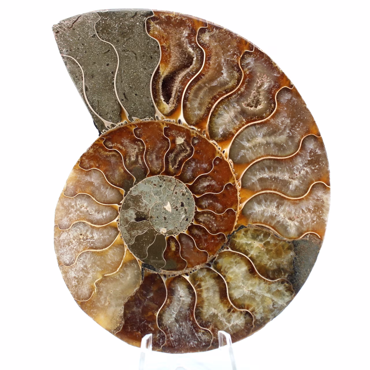 Fossile d'ammonite une pièce