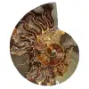 Ammonite sciée polie - 0