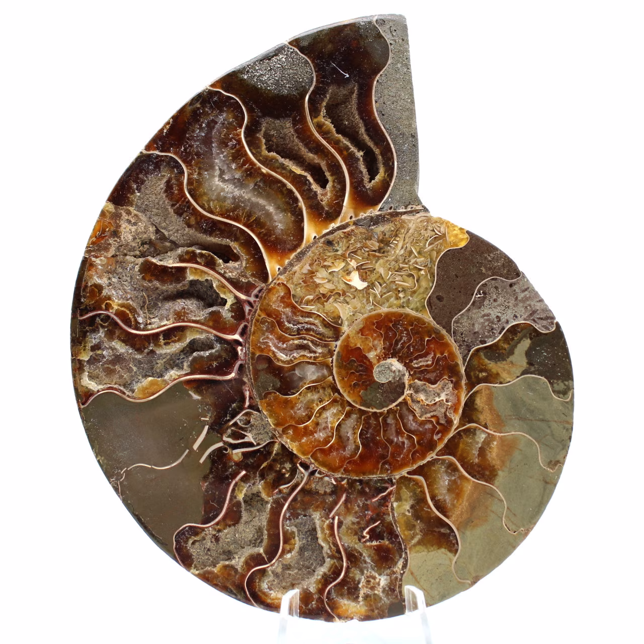 Ammonite sciée polie