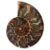 Ammonite fossile de Madagascar - 0