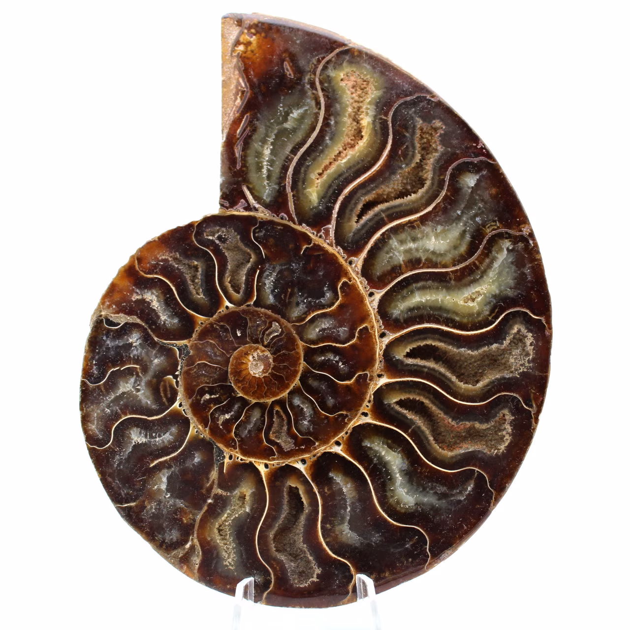 Ammonite fossile de Madagascar
