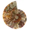 Ammonite de Madagascar - 0