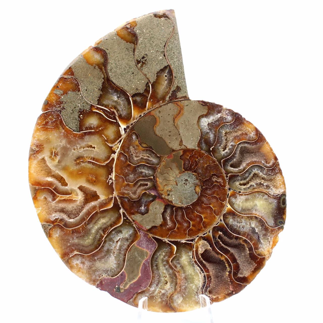 Ammonite de Madagascar