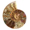 Ammonite sciée polie - 0