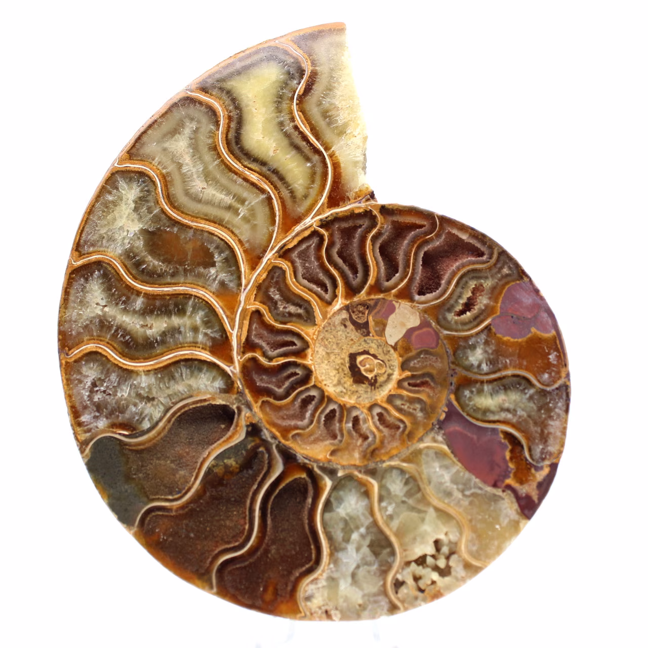 Ammonite sciée polie