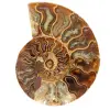 Ammonite fossile de Madagascar - 0