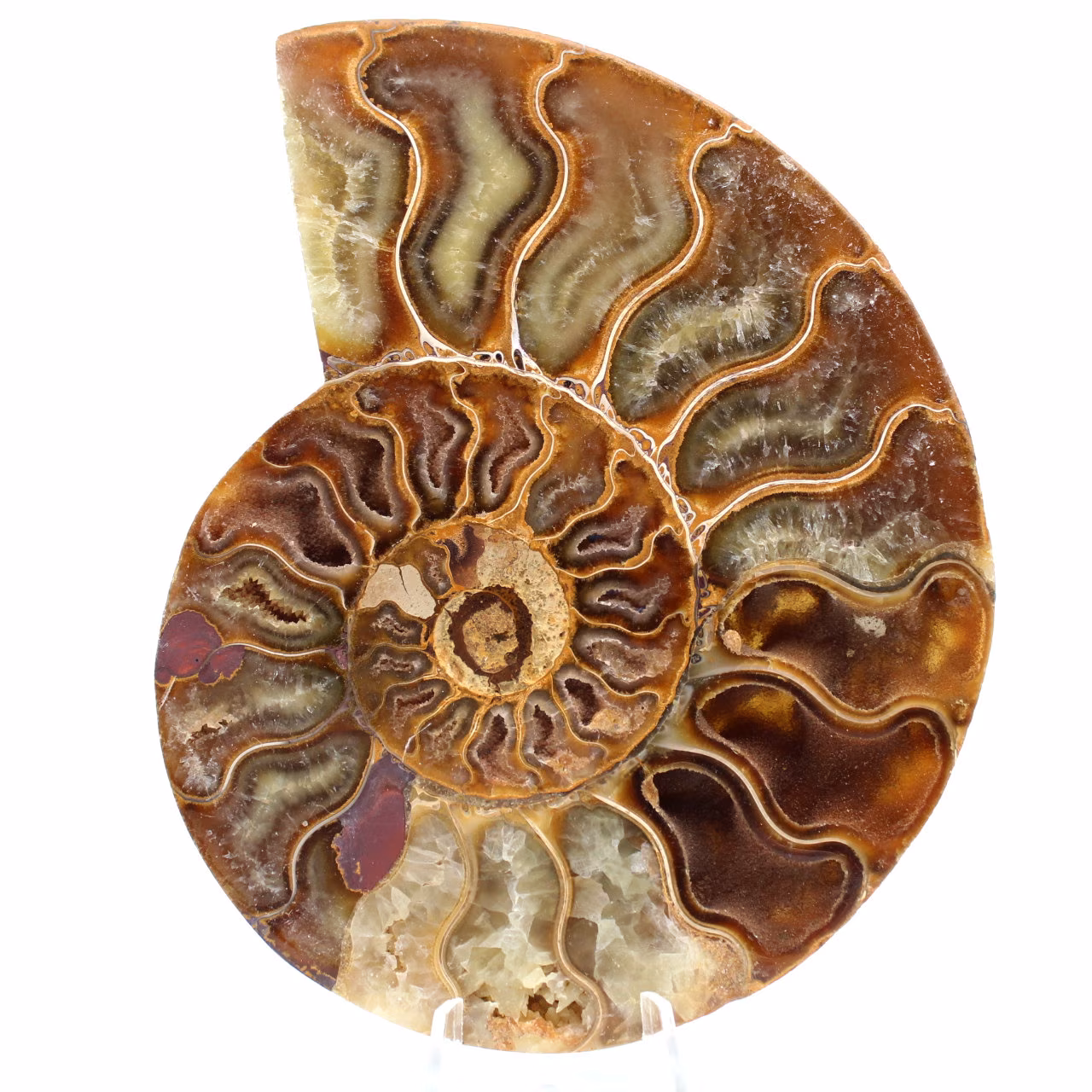 Ammonite fossile de Madagascar