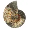 Ammonite de Madagascar - 0