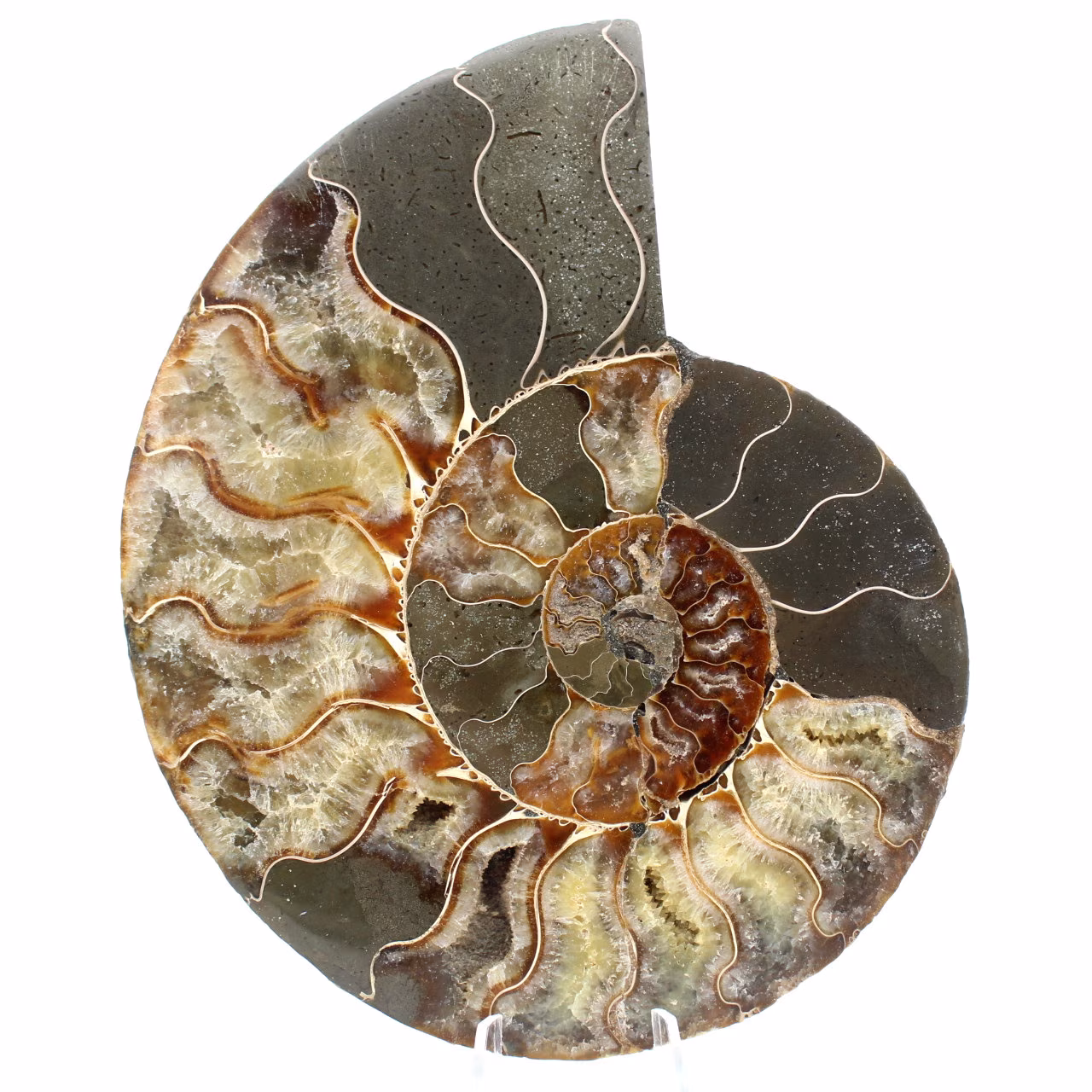 Ammonite de Madagascar