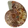 Fossile d'ammonite une pièce - 0