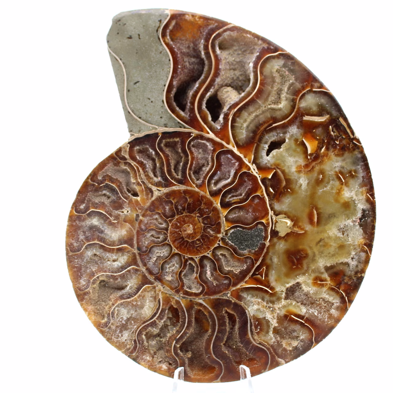Fossile d'ammonite une pièce