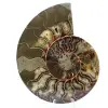 Ammonite sciée polie - 0